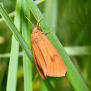 Diacrisia sannio (Linnaeus, 1758) - Bordure ensanglantée, Roussette (femelle)