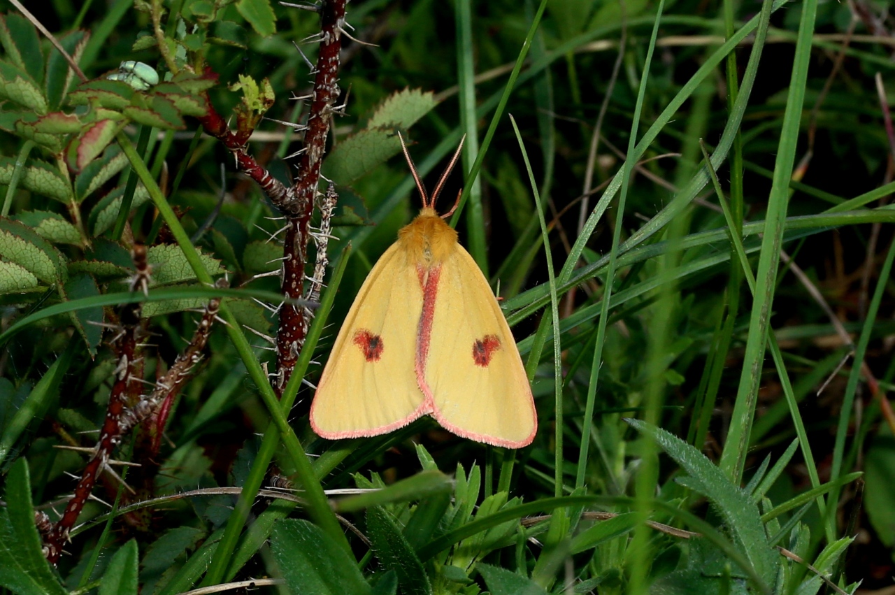 Diacrisia sannio (Linnaeus, 1758) - Bordure ensanglantée, Roussette (mâle)