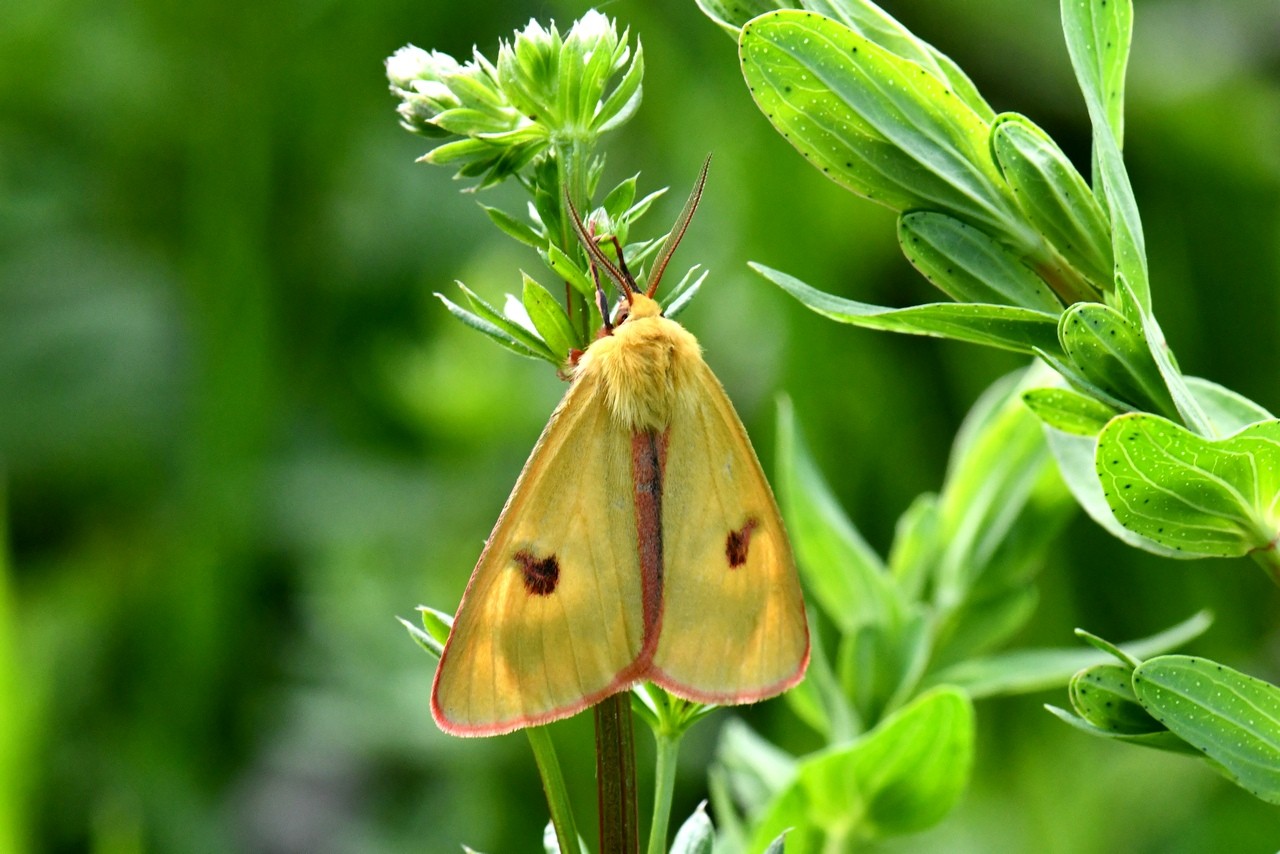 Diacrisia sannio (Linnaeus, 1758) - Bordure ensanglantée, Roussette (mâle)