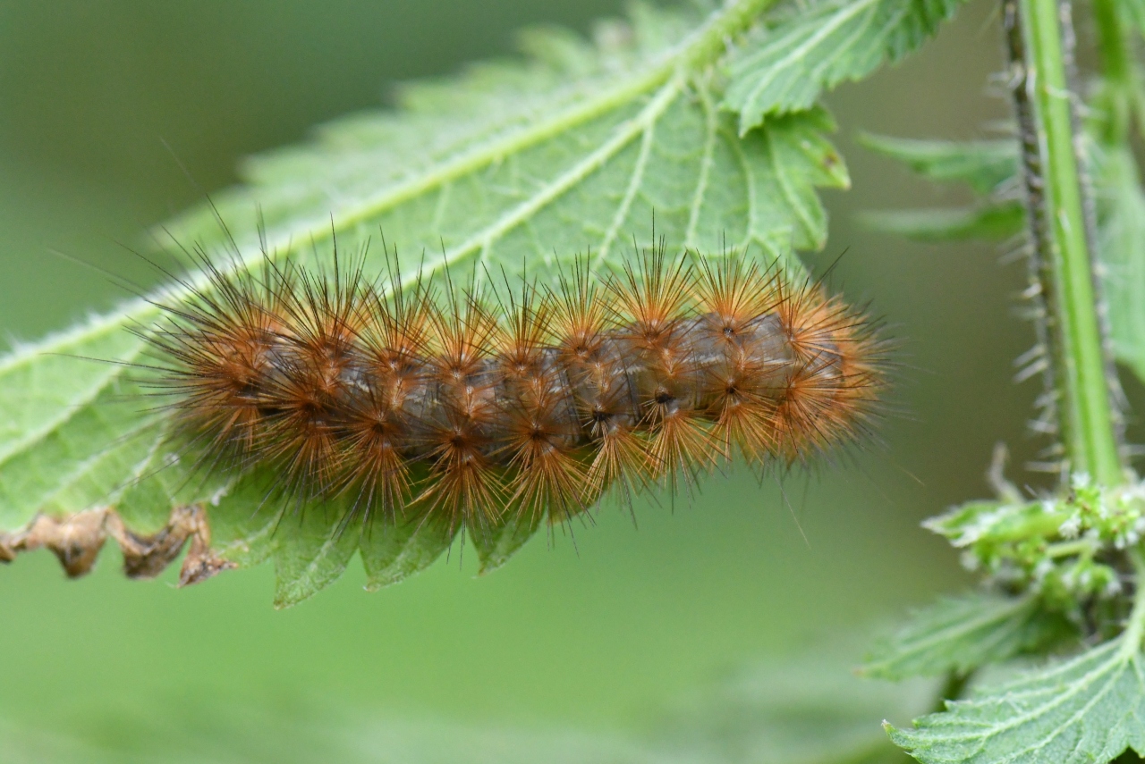 Diaphora mendica (Clerck, 1759) - Ecaille mendiante (chenille)