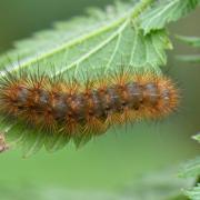 Diaphora mendica (Clerck, 1759) - Ecaille mendiante (chenille)