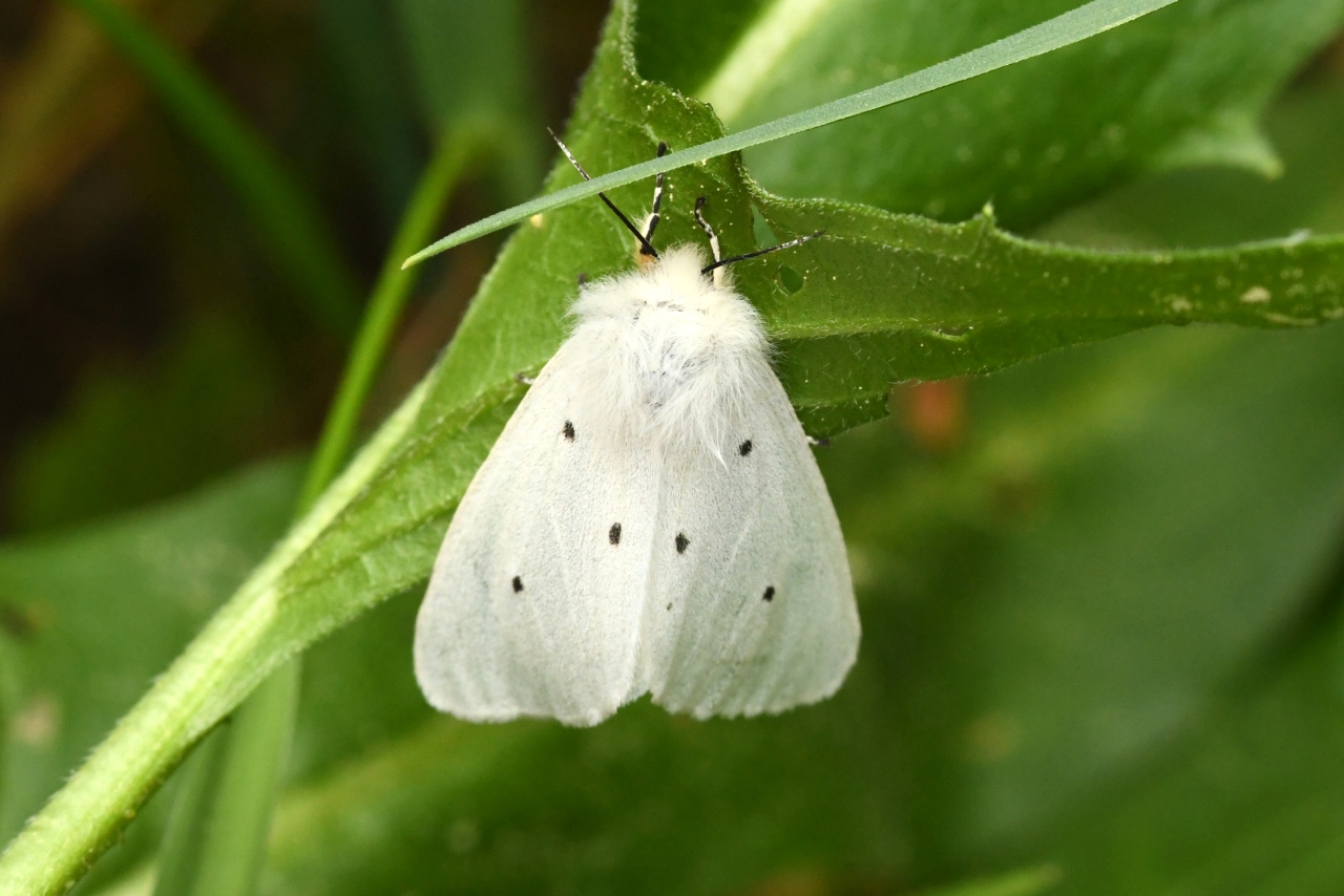 Diaphora mendica (Clerck, 1759) - Ecaille mendiante (femelle)