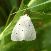 Diaphora mendica (Clerck, 1759) - Ecaille mendiante (femelle)