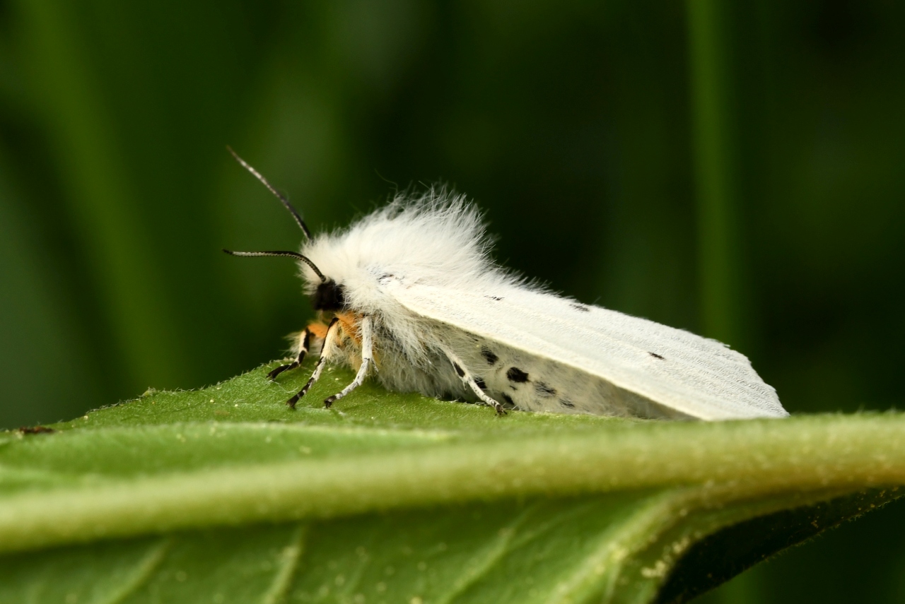 Diaphora mendica (Clerck, 1759) - Ecaille mendiante (femelle)