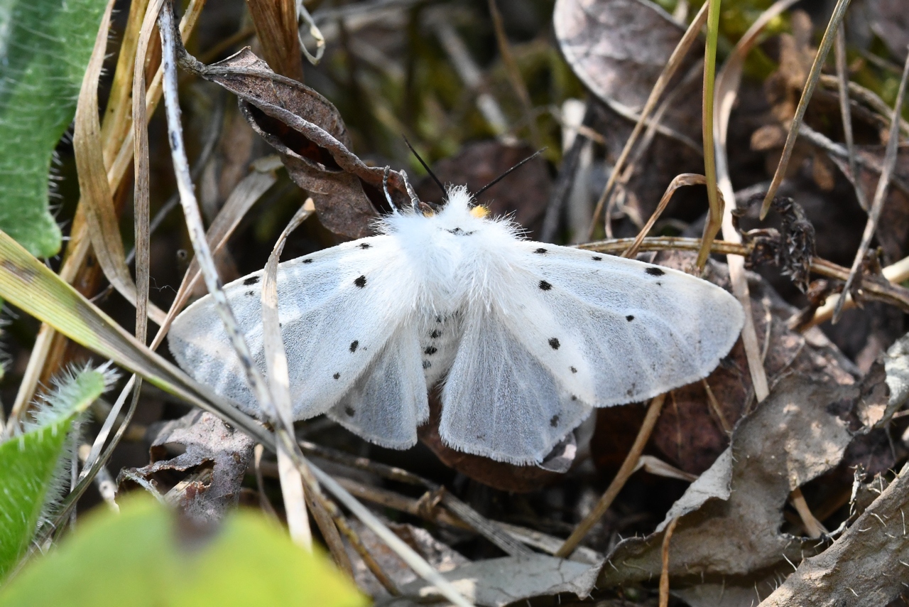 Diaphora mendica (Clerck, 1759) - Ecaille mendiante (femelle)