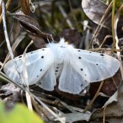 Diaphora mendica (Clerck, 1759) - Ecaille mendiante (femelle)