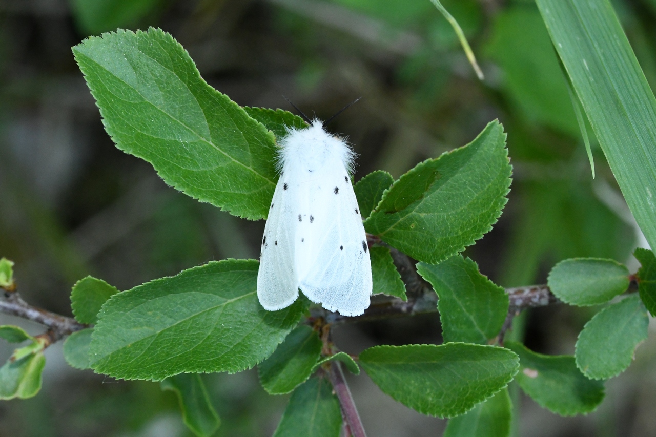 Diaphora mendica (Clerck, 1759) - Ecaille mendiante (femelle)