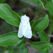 Diaphora mendica (Clerck, 1759) - Ecaille mendiante (femelle)