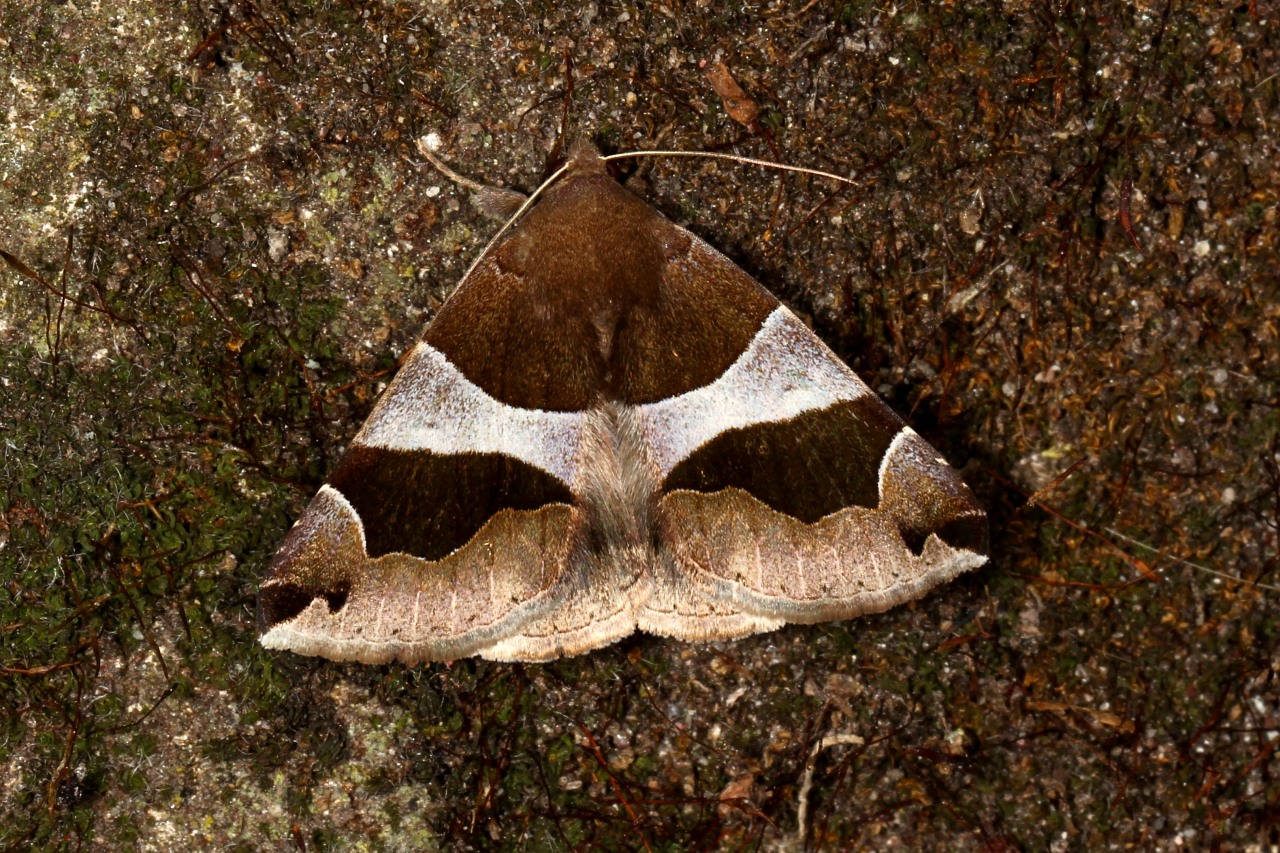 Dysgonia algira (Linnaeus, 1767) - Passagère