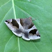 Dysgonia algira (Linnaeus, 1767) - Passagère