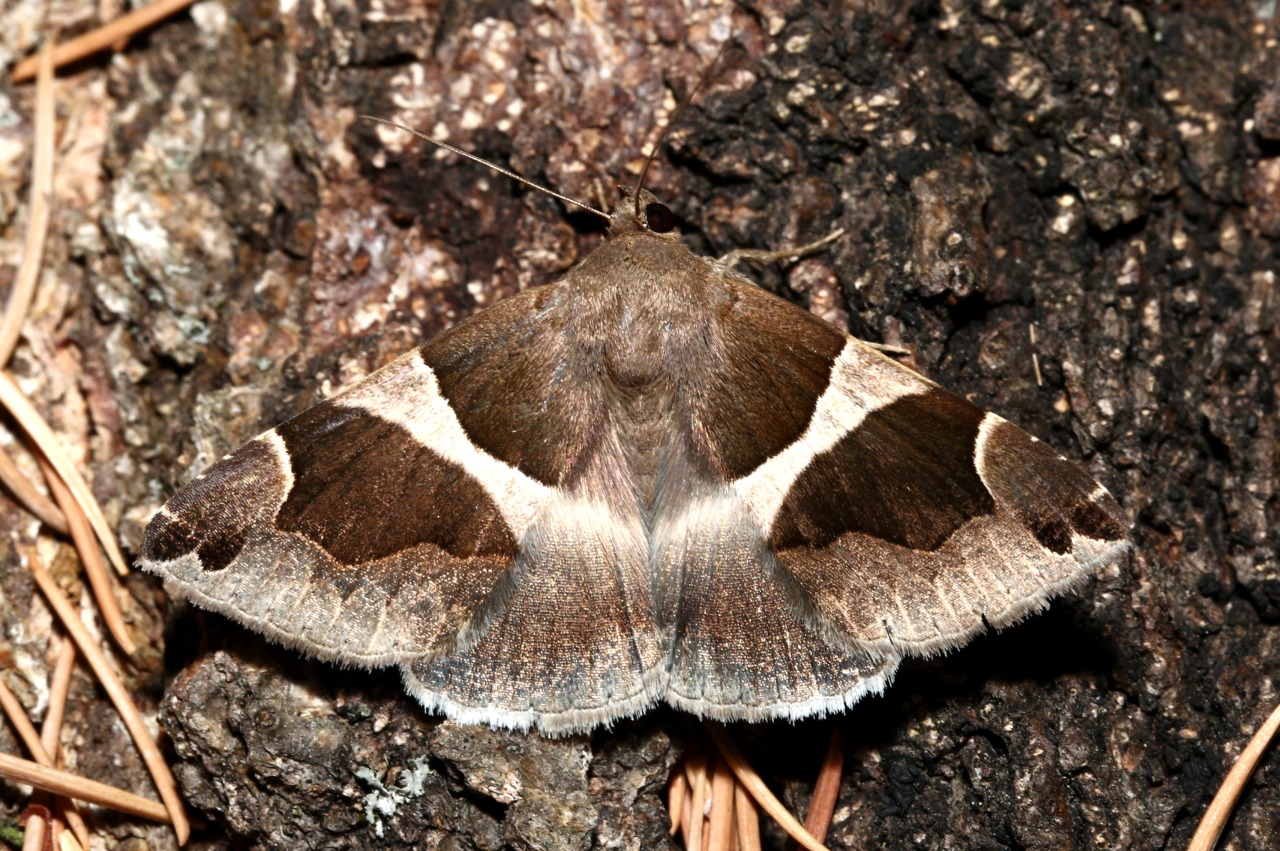 Dysgonia algira (Linnaeus, 1767) - Passagère