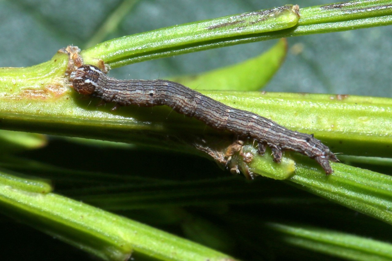 Dysgonia algira (Linnaeus, 1767) - Passagère (chenille)