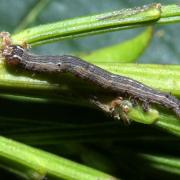 Dysgonia algira (Linnaeus, 1767) - Passagère (chenille)