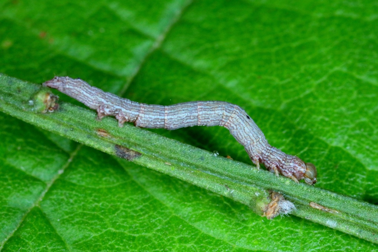 Dysgonia algira (Linnaeus, 1767) - Passagère (chenille L3)