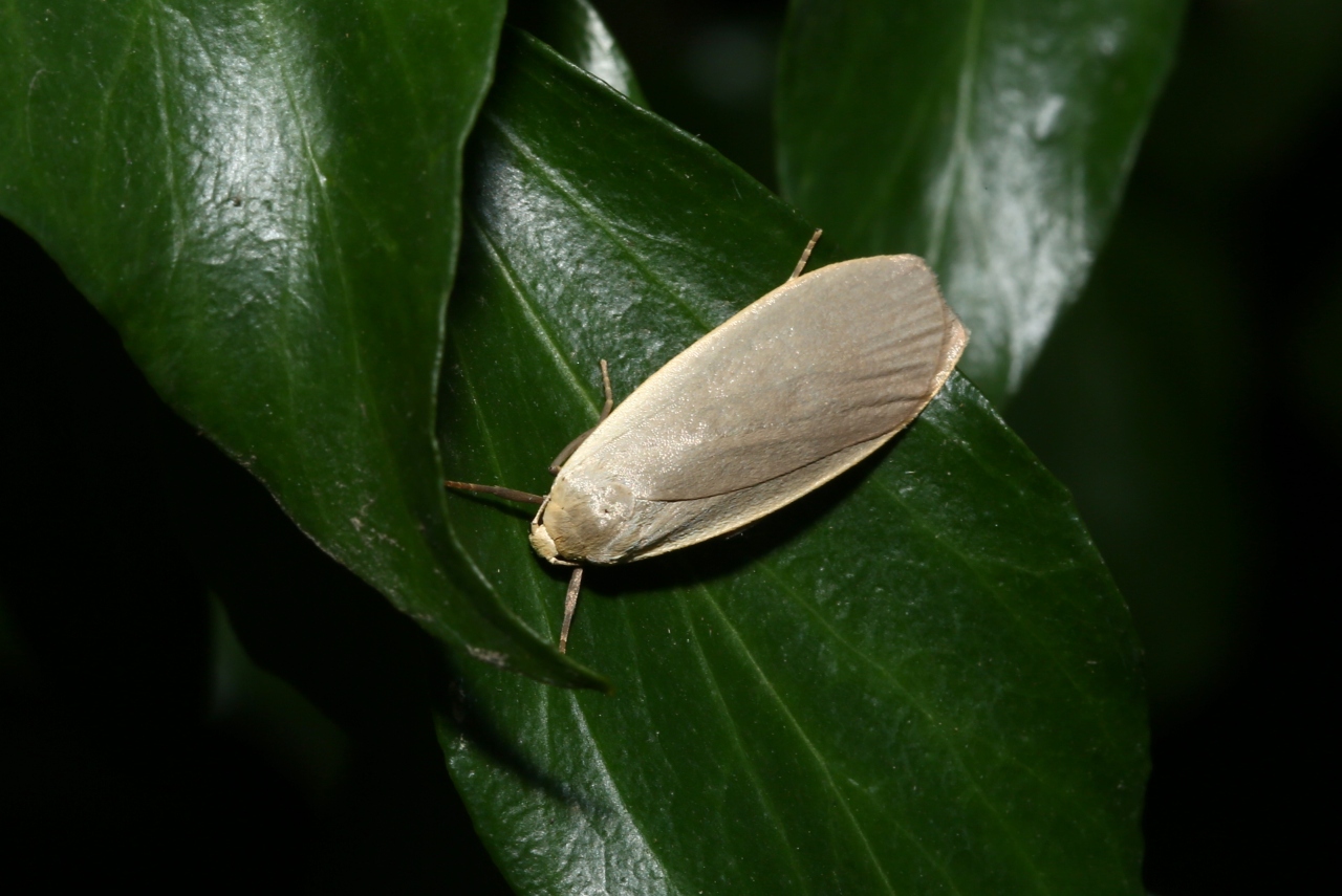 Collita griseola (Hübner, 1803) - Lithosie grise