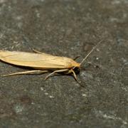 Indalia pygmaeola (Doubleday, 1847) - Lithosie naine