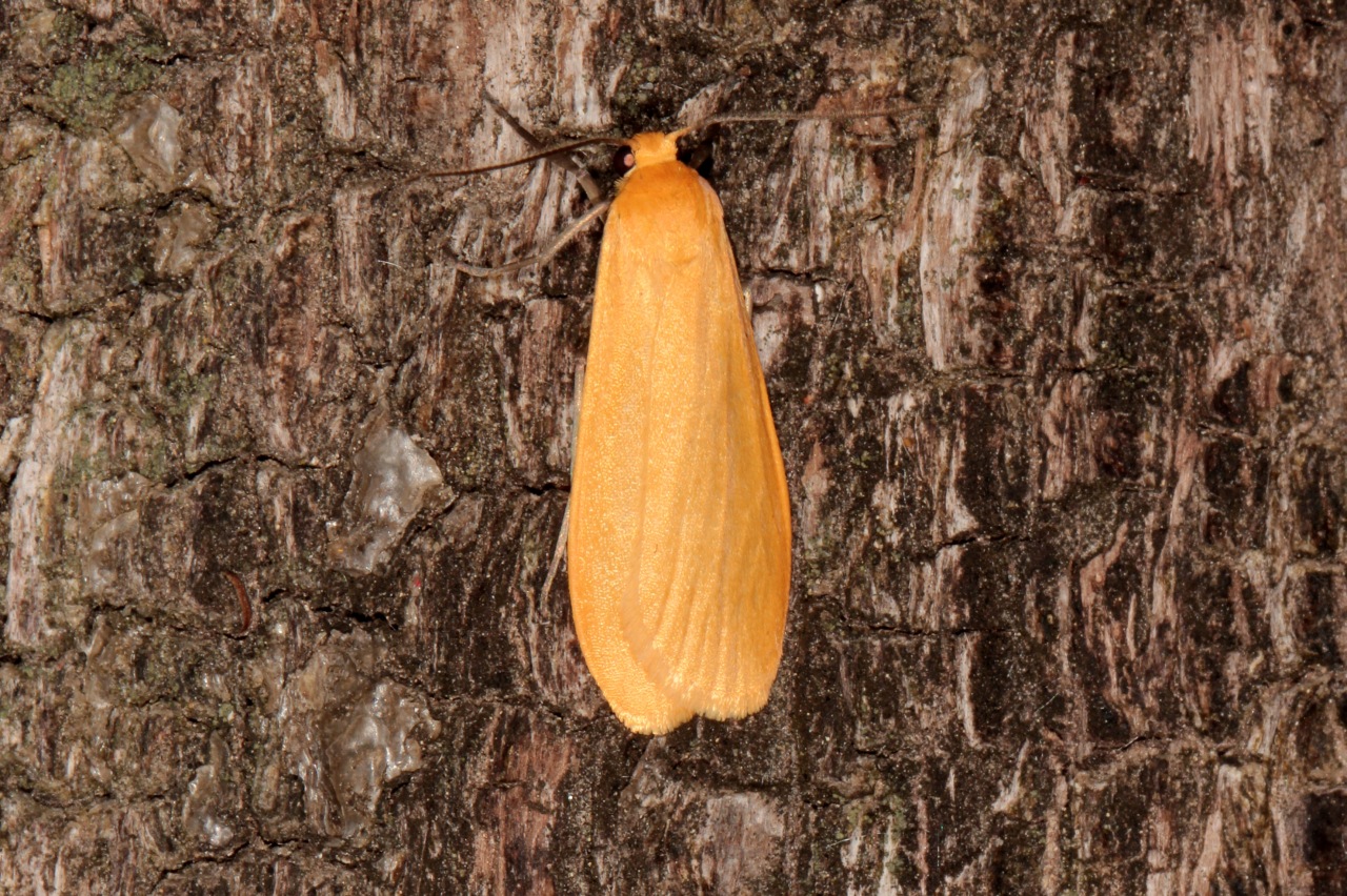 Wittia sororcula (Hufnagel, 1766) - Manteau jaune