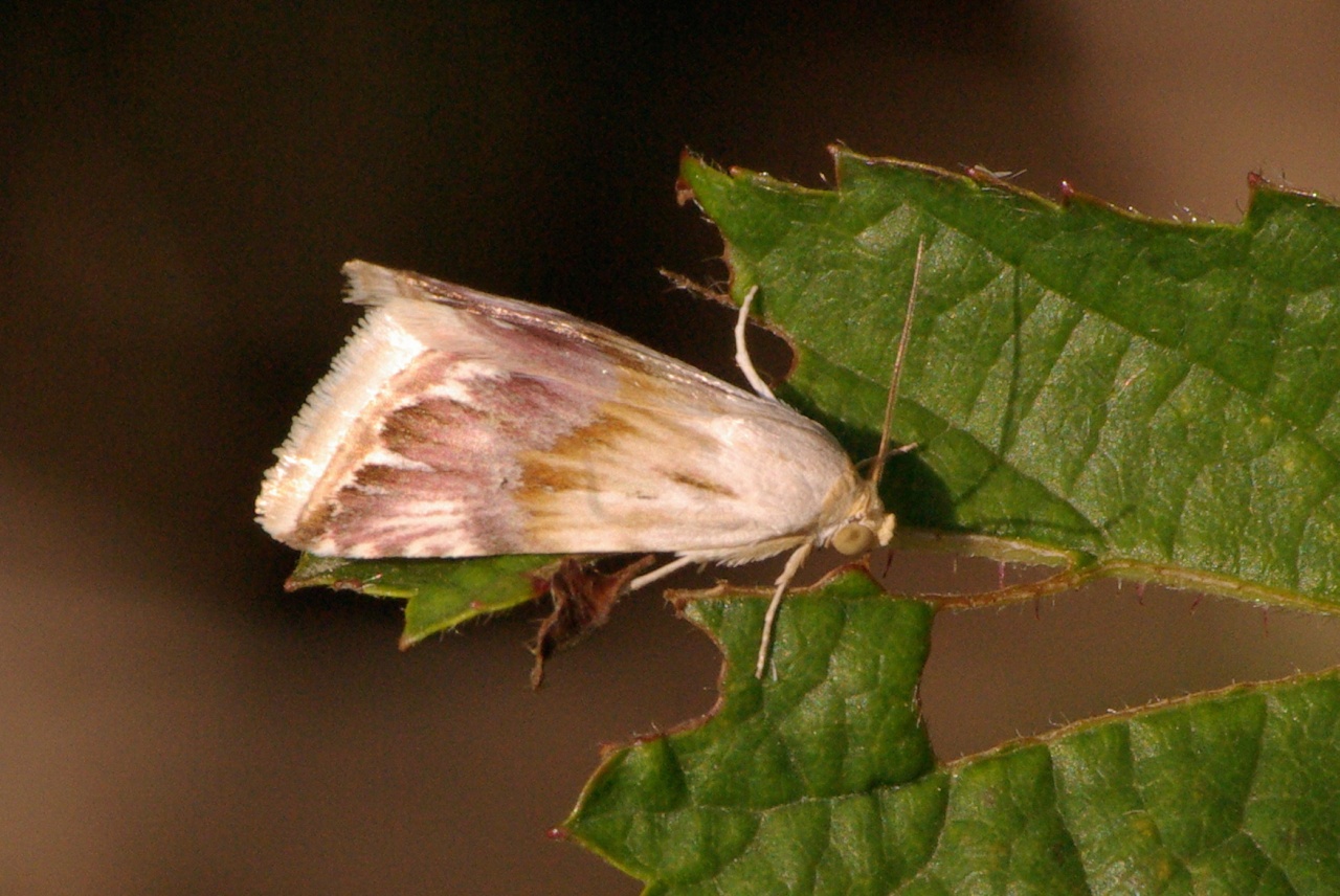 Eublemma ostrina (Hübner, 1808) - Anthophile pourprée