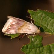 Eublemma ostrina (Hübner, 1808) - Anthophile pourprée