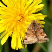 Euclidia glyphica (Linnaeus, 1758) - Doublure jaune