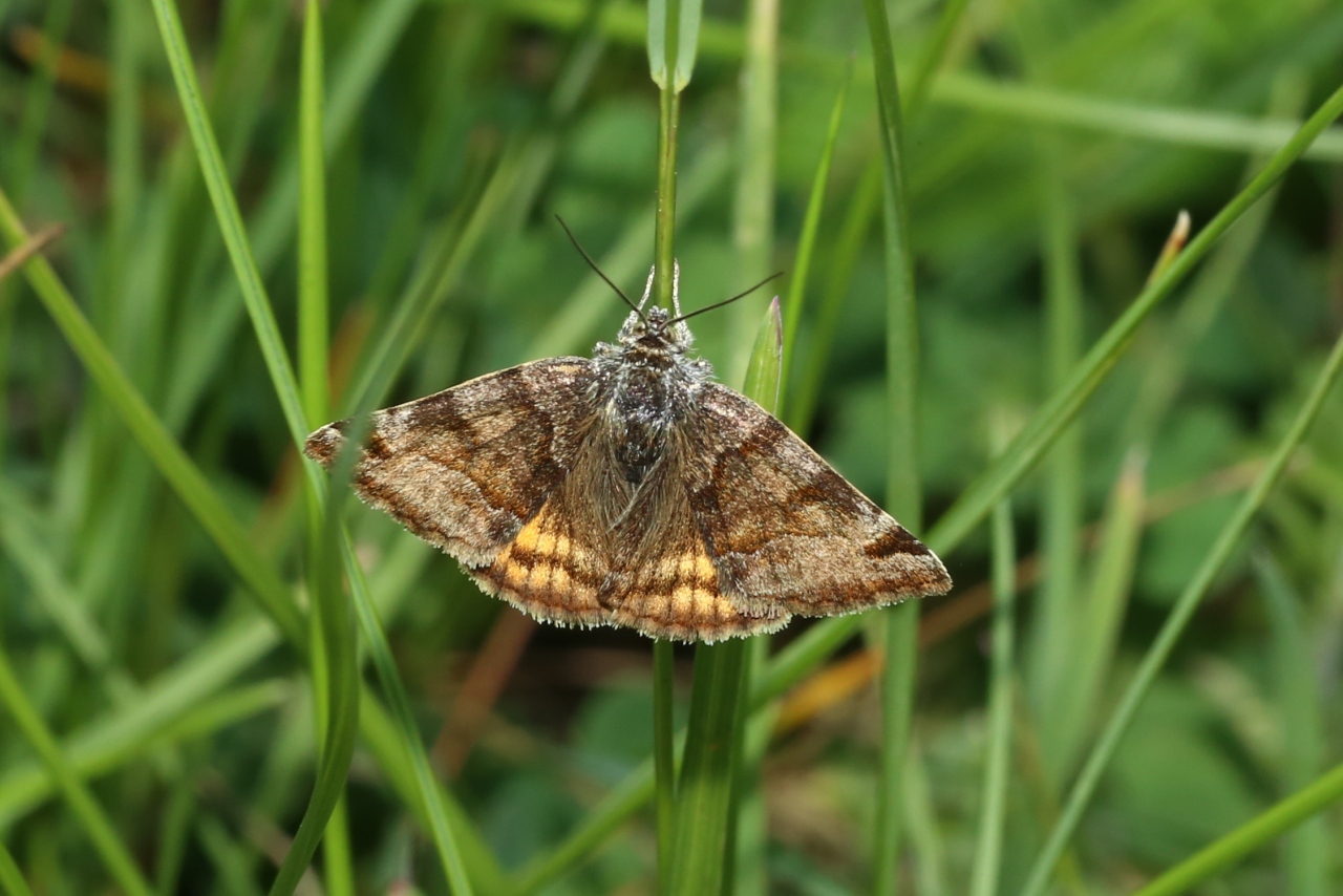 Euclidia glyphica (Linnaeus, 1758) - Doublure jaune