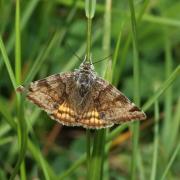 Euclidia glyphica (Linnaeus, 1758) - Doublure jaune