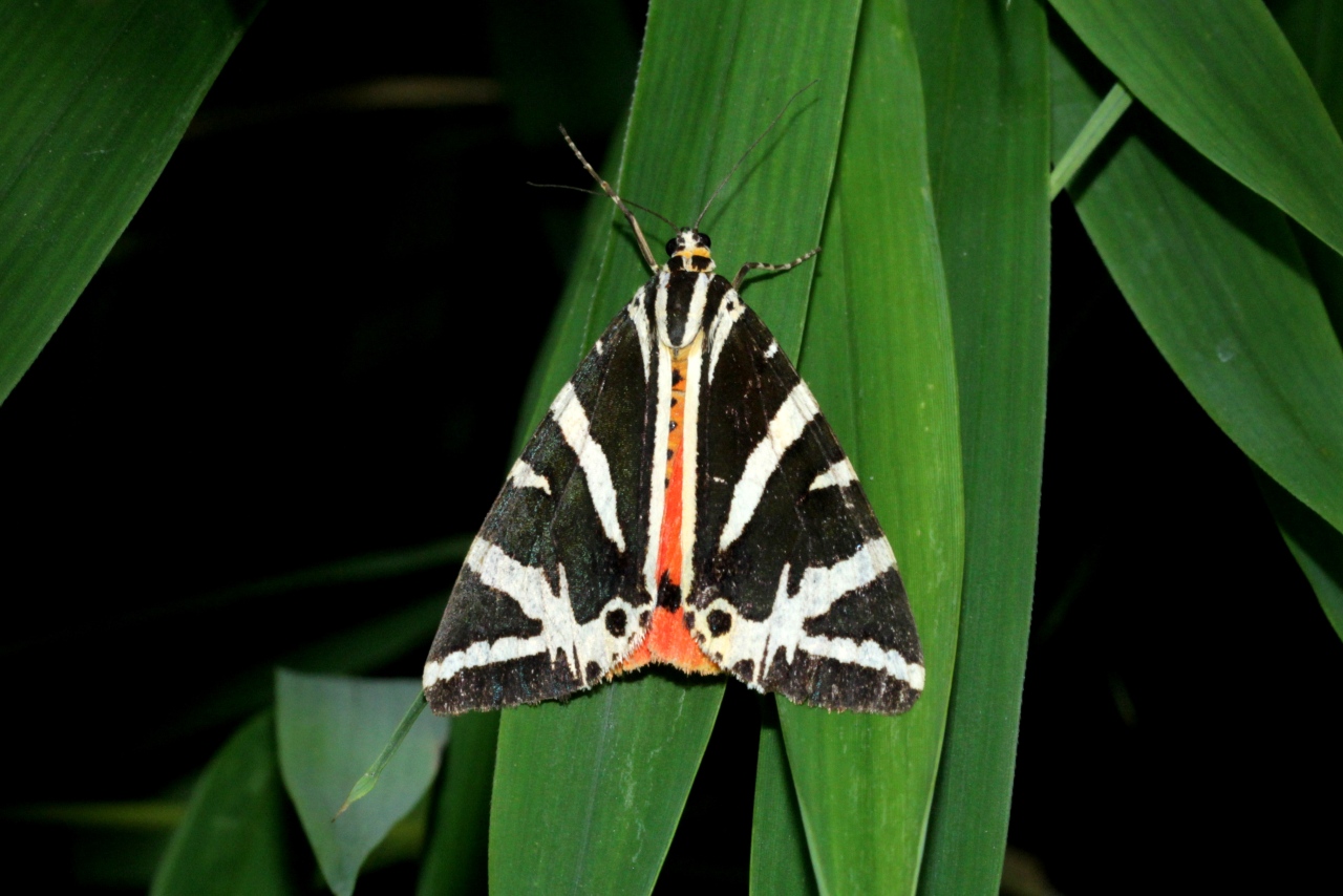 Euplagia quadripunctaria (Poda, 1761) - Ecaille chinée, Callimorphe