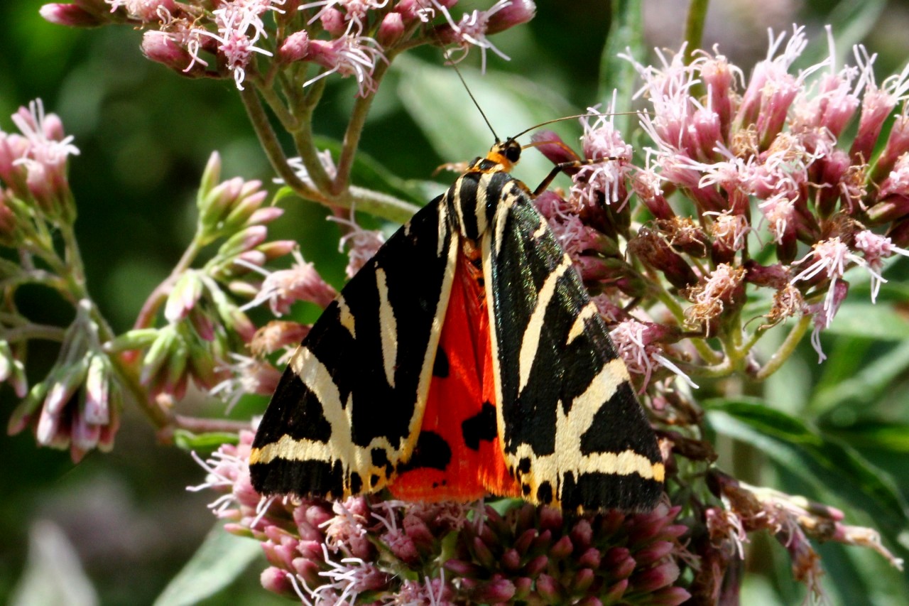 Euplagia quadripunctaria (Poda, 1761) - Ecaille chinée, Callimorphe