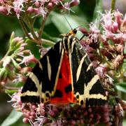 Euplagia quadripunctaria (Poda, 1761) - Ecaille chinée, Callimorphe