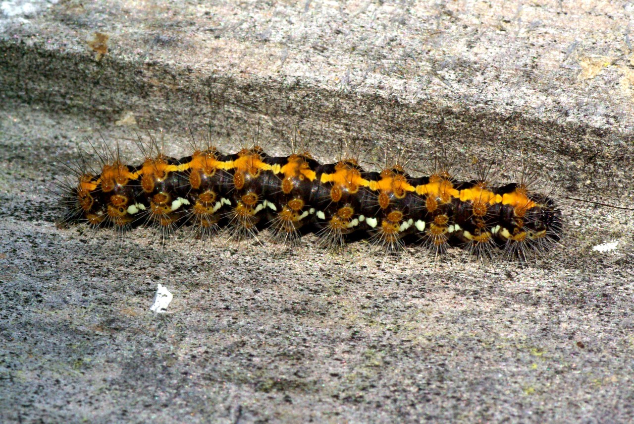 Euplagia quadripunctaria (Poda, 1761) - Ecaille chinée, Callimorphe (chenille)