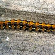 Euplagia quadripunctaria (Poda, 1761) - Ecaille chinée, Callimorphe (chenille)