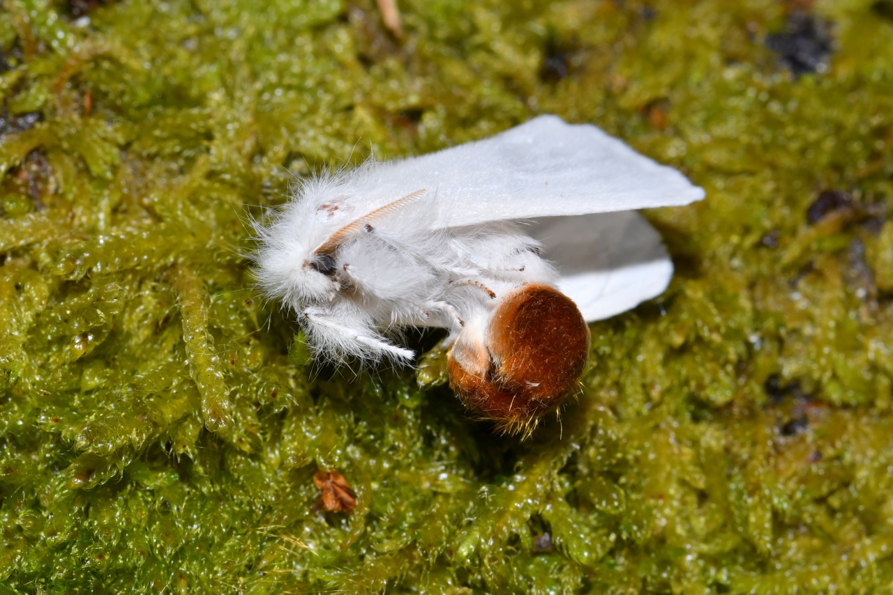 Euproctis chrysorrhoea (Linnaeus, 1758) - Cul-brun (femelle)
