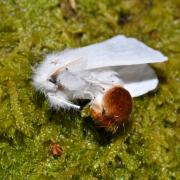 Euproctis chrysorrhoea (Linnaeus, 1758) - Cul-brun (femelle)