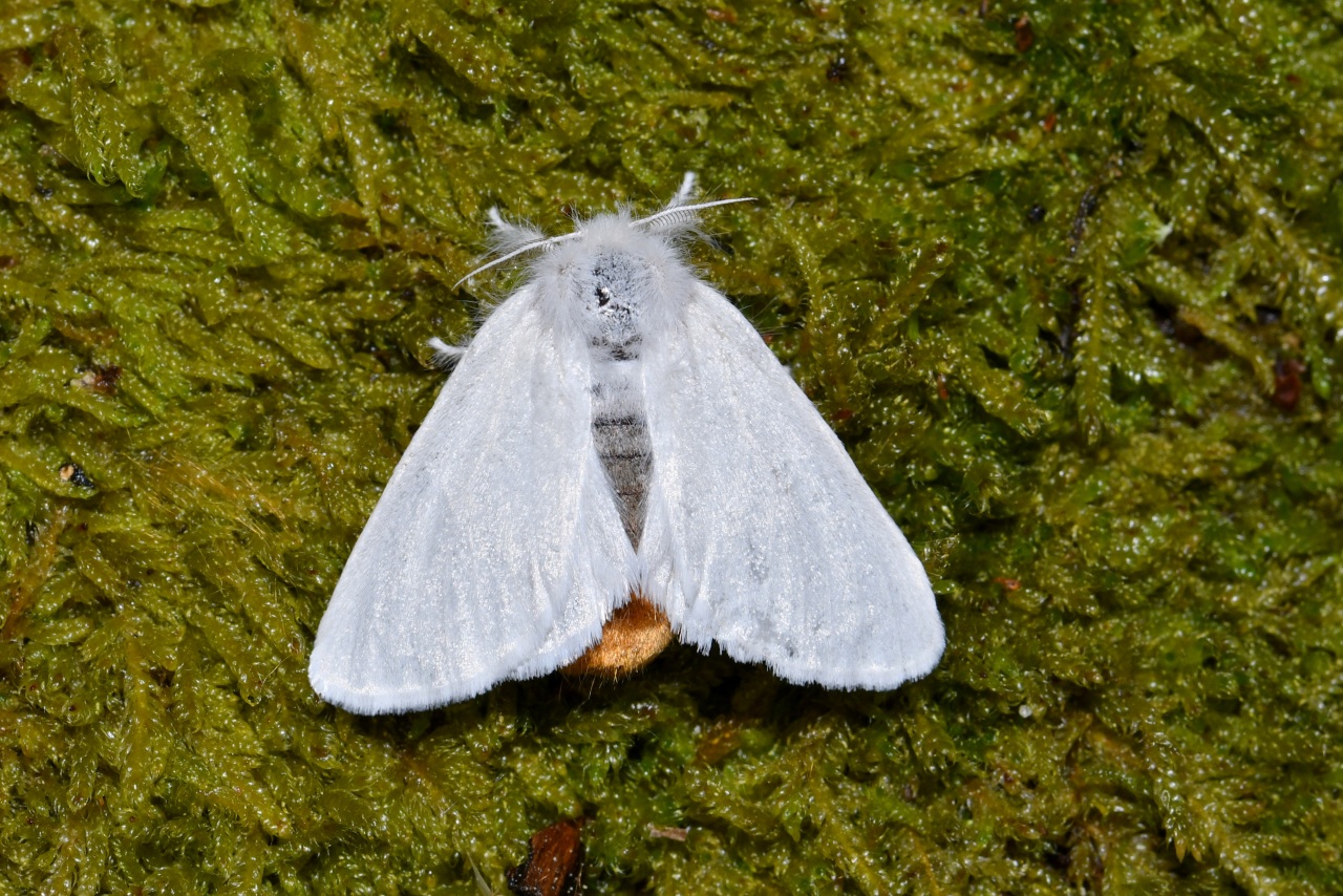 Euproctis chrysorrhoea (Linnaeus, 1758) - Cul-brun (femelle)