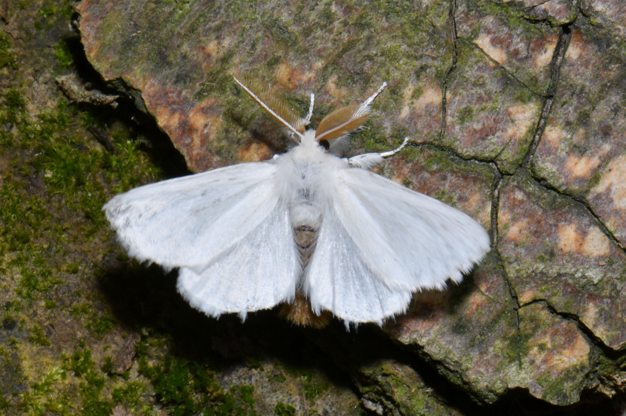 Euproctis chrysorrhoea (Linnaeus, 1758) - Cul-brun (mâle)