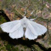 Euproctis chrysorrhoea (Linnaeus, 1758) - Cul-brun (mâle)