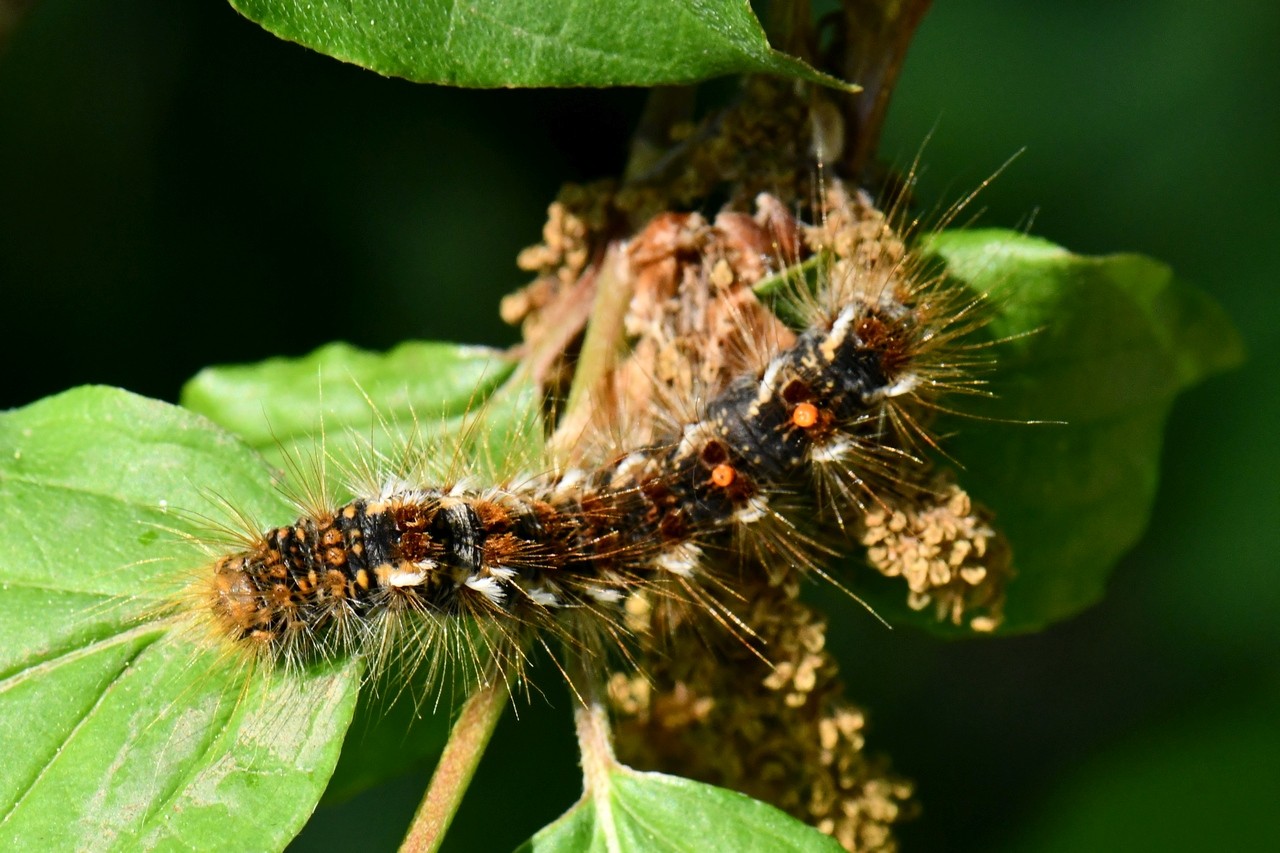 Euproctis chrysorrhoea (Linnaeus, 1758) - Cul-brun (chenille)