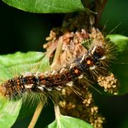 Euproctis chrysorrhoea (Linnaeus, 1758) - Cul-brun (chenille)