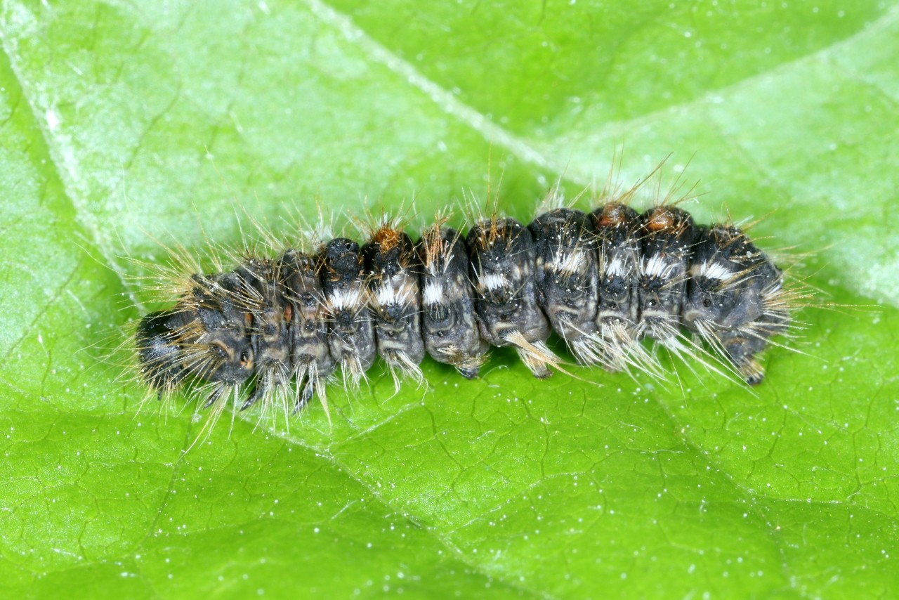 Euproctis chrysorrhoea (Linnaeus, 1758) - Cul-brun (chenille)