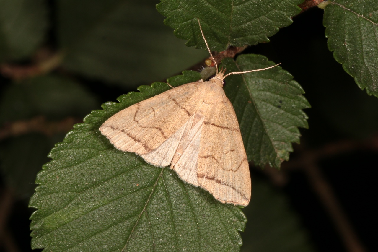 Herminia grisealis (Denis & Schiffermüller, 1775) - Herminie grise 