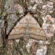 Herminia tarsicrinalis (Knoch, 1782) - Herminie de la Ronce