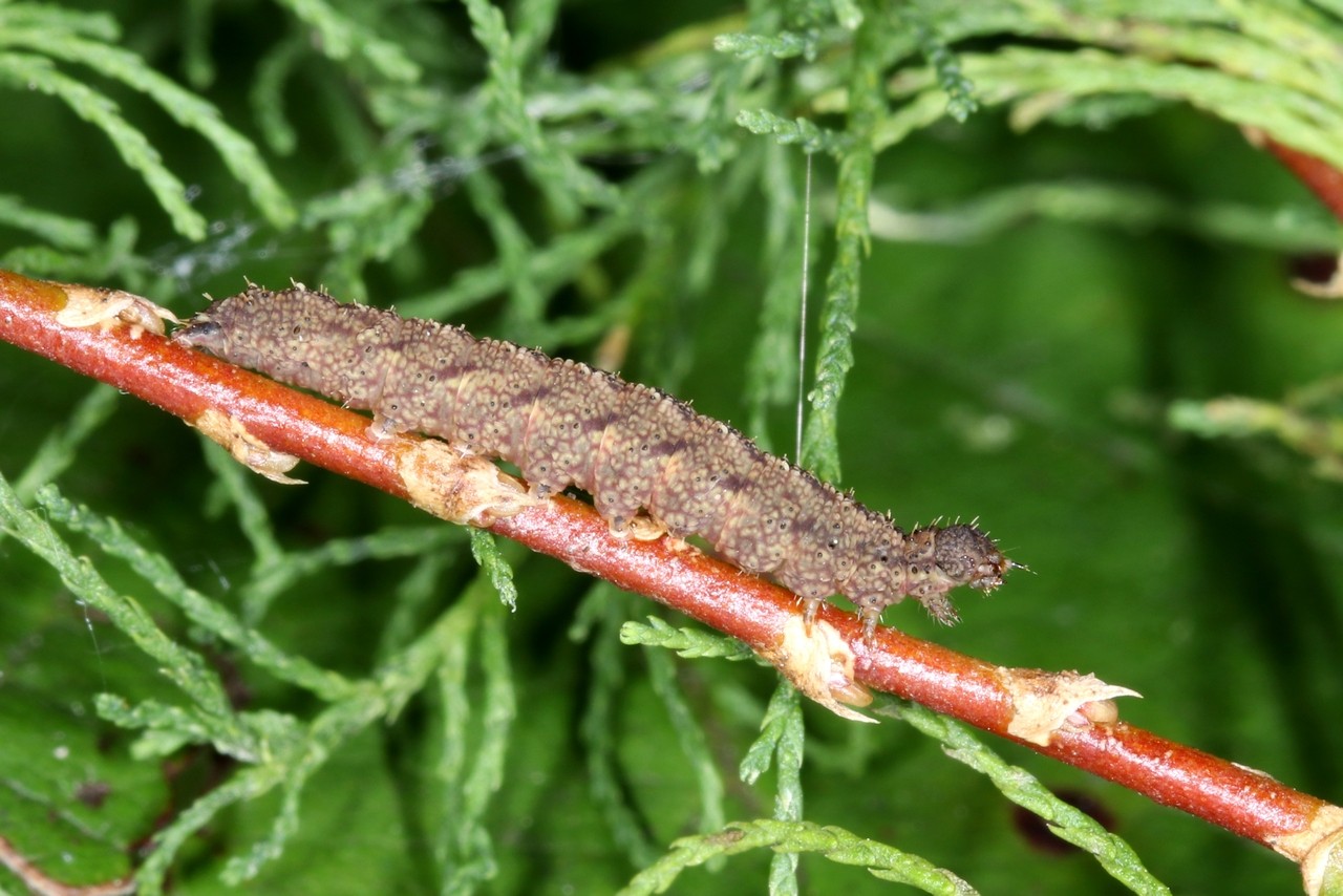 Herminia tarsicrinalis (Knoch, 1782) - Herminie de la Ronce (chenille)