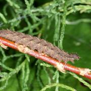 Herminia tarsicrinalis (Knoch, 1782) - Herminie de la Ronce (chenille)