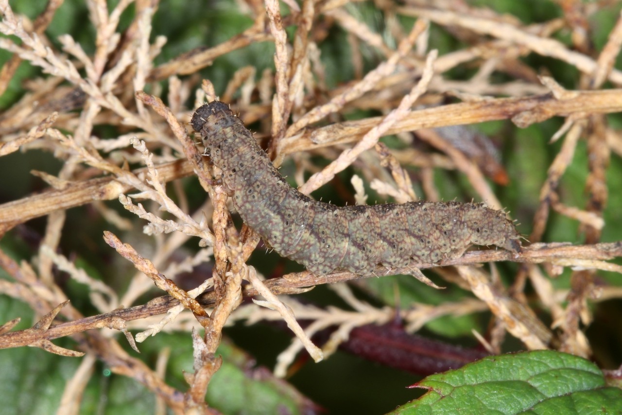 Herminia tarsicrinalis (Knoch, 1782) - Herminie de la Ronce (chenille)