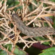 Herminia tarsicrinalis (Knoch, 1782) - Herminie de la Ronce (chenille)