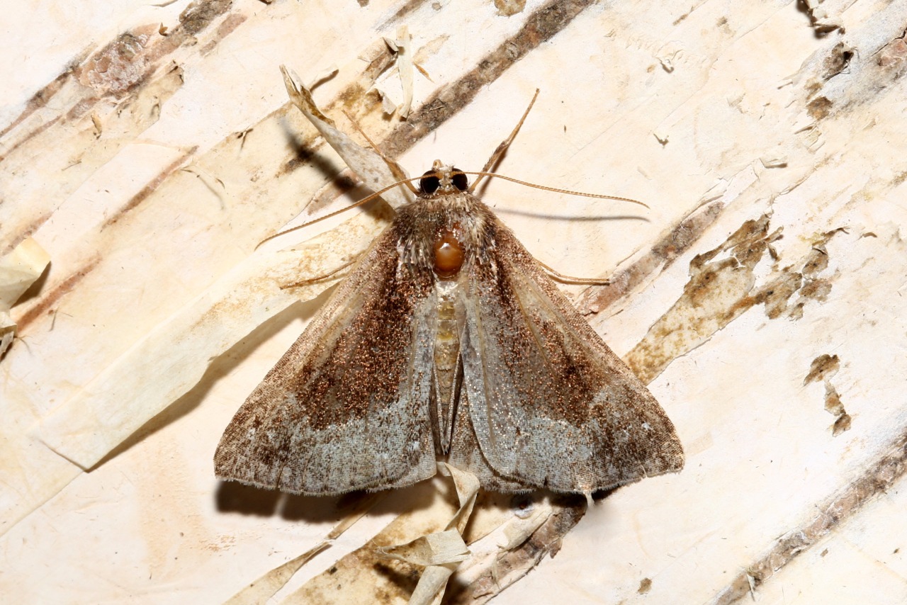 Hypena crassalis (Fabricius, 1787) - Noctuelle épaissie