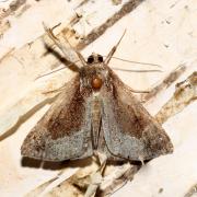 Hypena crassalis (Fabricius, 1787) - Noctuelle épaissie