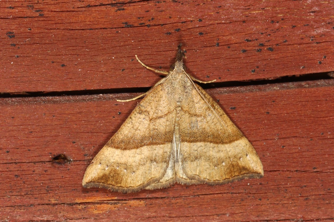 Hypena proboscidalis (Linnaeus, 1758) - Noctuelle à museau