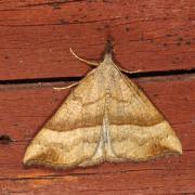 Hypena proboscidalis (Linnaeus, 1758) - Noctuelle à museau