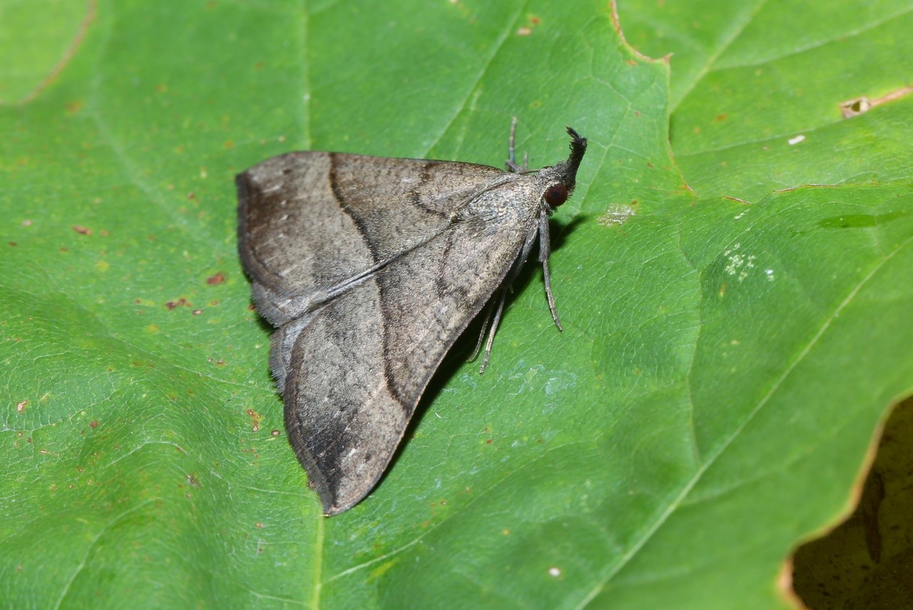 Hypena proboscidalis (Linnaeus, 1758) - Noctuelle à museau 